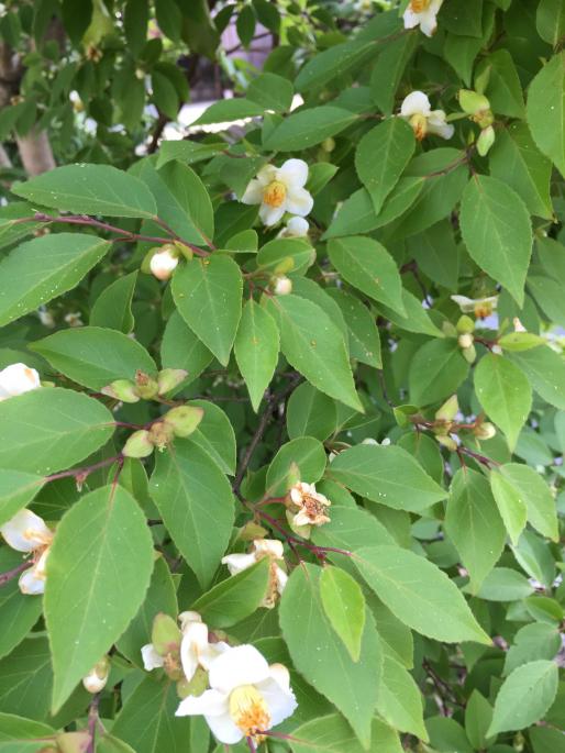 こちらは姫沙羅の木です。沙羅の花とよく似ていますが3センチほどの小さな花をたくさんつけます。