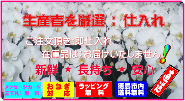 厳選仕入れの胡蝶蘭