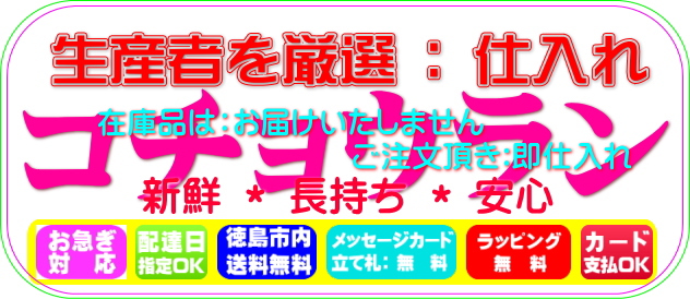 厳選仕入れの胡蝶蘭