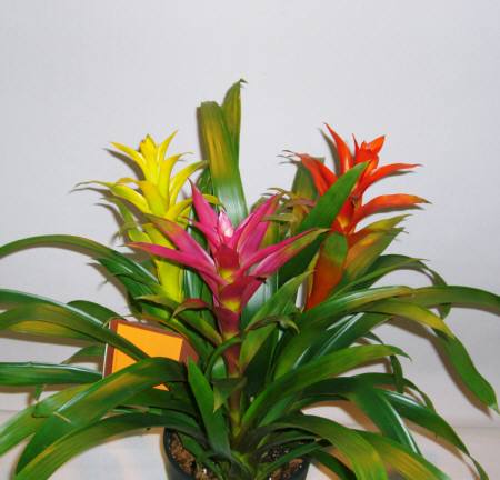グズマニア 3色植え:kh-004・7.350円「税込み」