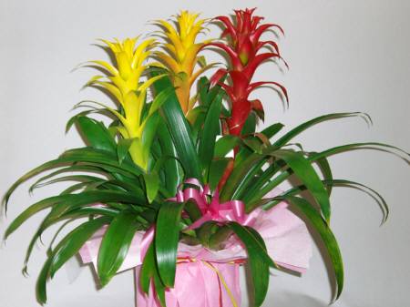 グズマニア 3色植え:kh-004・7.350円「税込み」