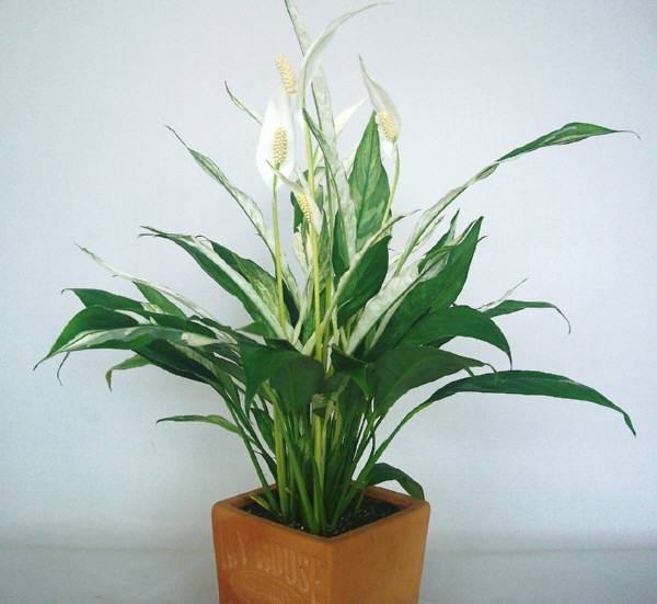 スパティフイラム 5号鉢:陶器鉢植え:kh-005・5.250円「税込み」