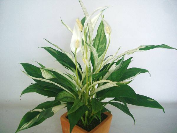 スパティフイラム 5号鉢:陶器鉢植え:kh-005・5.250円「税込み」