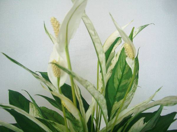 スパティフイラム 5号鉢:陶器鉢植え:kh-005・5.250円「税込み」