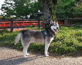 大家のプロフィール 愛犬レニー