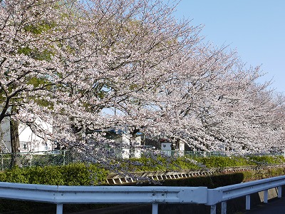 サウスステーション 目の前の桜の公園
